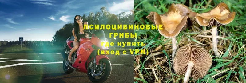 ссылка на мегу онион  Иннополис  Псилоцибиновые грибы Psilocybe  закладки 